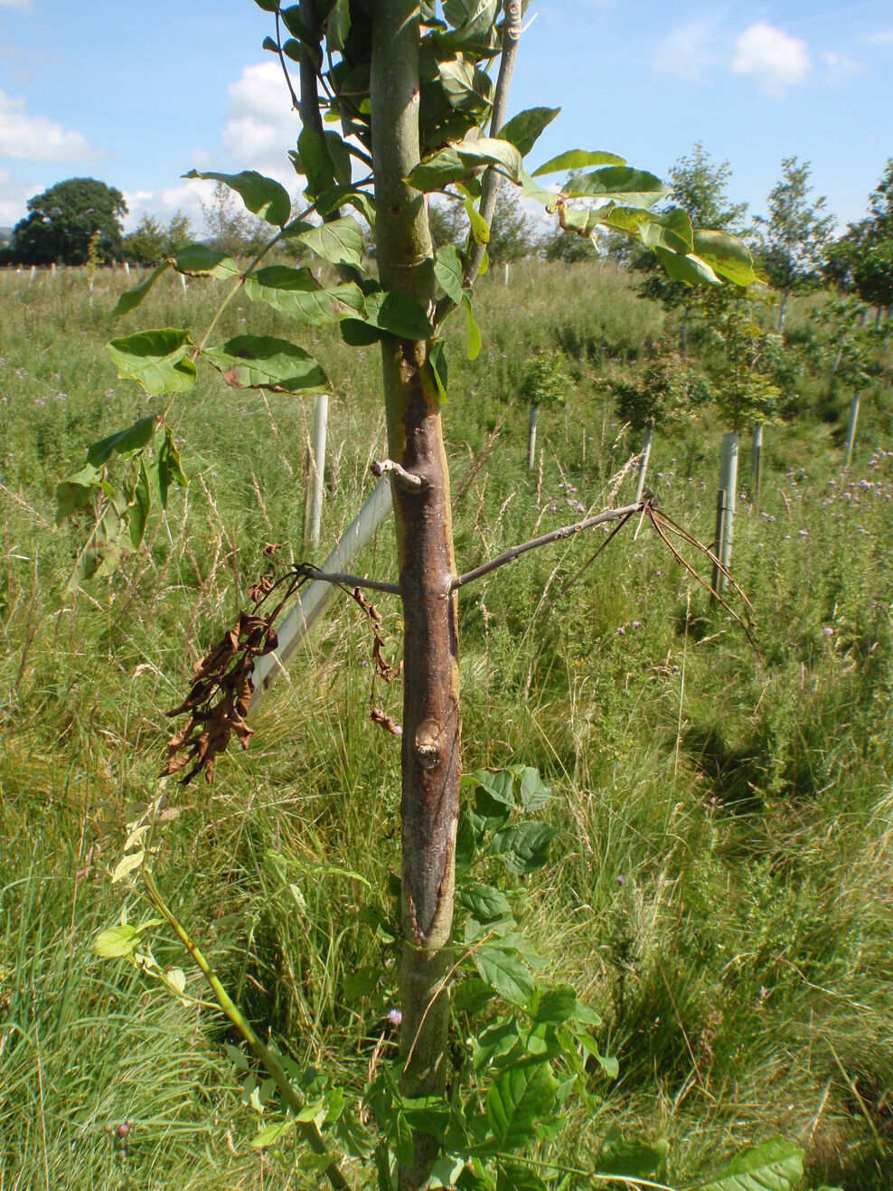 Ash dieback disease | Cumbria Wildlife Trust