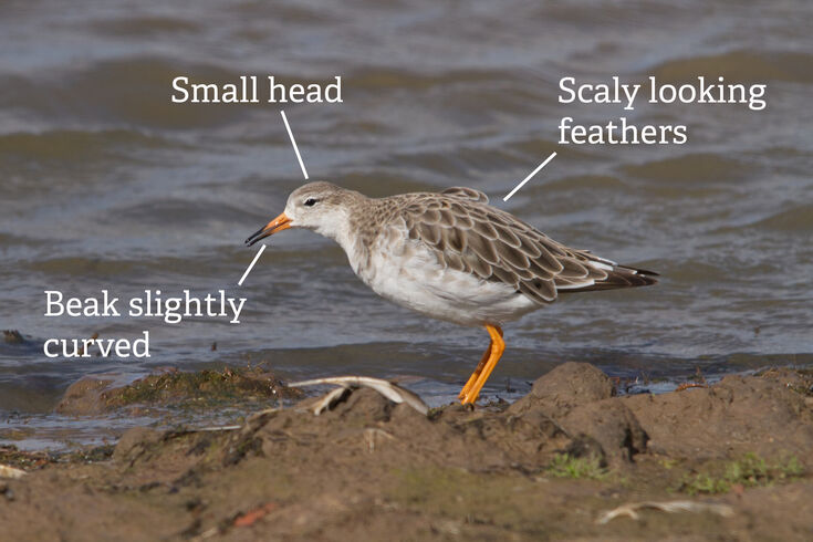 Wading into autumn | Cumbria Wildlife Trust
