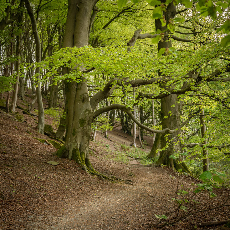 Staveley Woodlands Cumbria Wildlife Trust