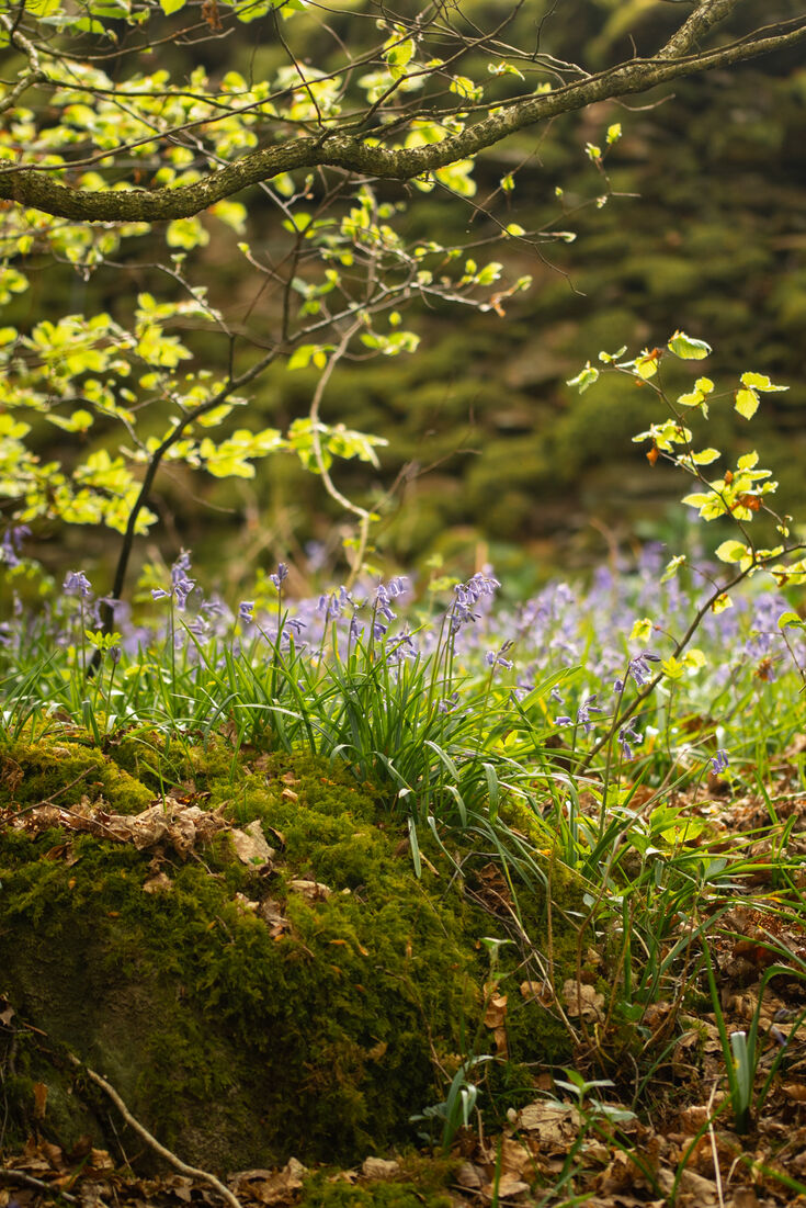 Staveley Woodlands Cumbria Wildlife Trust