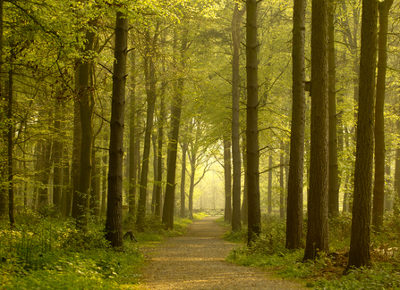 Path leading through forest, The Wildlife Trusts 