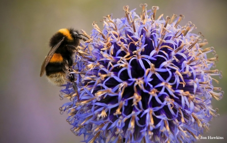 image of Buff tailed bumblebee on purple flower-c- jon hawkins