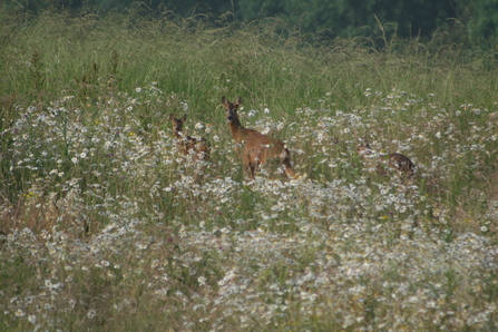 Image of roe deer in wildflower meadow - copyright Glynis Bland