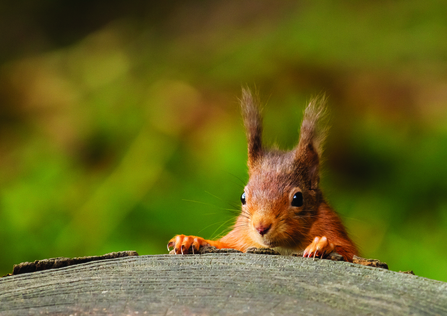 image of red squirrel eating - copyright andy naylor