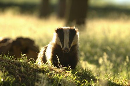 image Portrait of an alert adult badger backlit by evening sunlight Derbyshire UK - copyright Andrew Parkinson/2020VISION