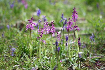 image of Early purple orchids - copyright Jim Higham