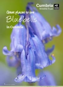 Cover of guide to Great Places to See Bluebells