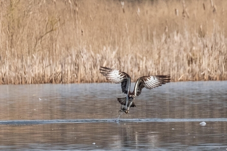 image of osprey fishing RSPB LeightonMoss -copyright Keith Grafton