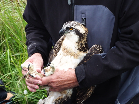 osprey zygodactyl feet