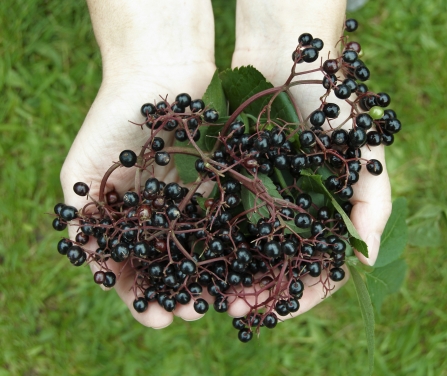 Image of elder berries. Credit: Alan Price