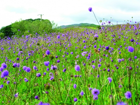 image of purple wild flowers in a meadow with woodland in background