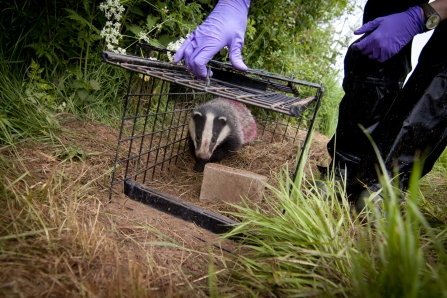 Image of badger release by Tom Marshall