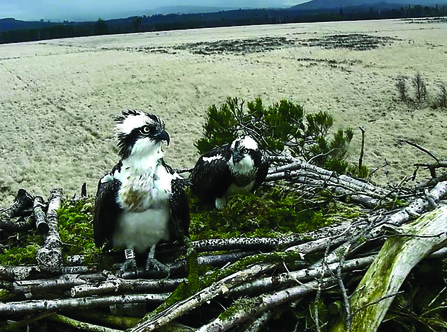 Image of ospreys arriving at Foulshaw Moss Nature Reserve 2018