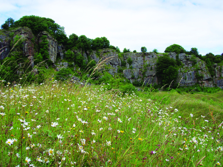 image of wild flower daisies and limestone rock formations at clints quarry nature reserve