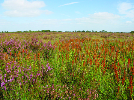 image of Drumburgh moss nature reserve