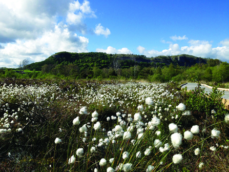 Image of Foulshaw Moss Nature Reserve with cottongrass in foreground. Credit: Bex Lynam