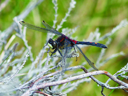 image of White-faced darter dragonfly - copyright David Clarke