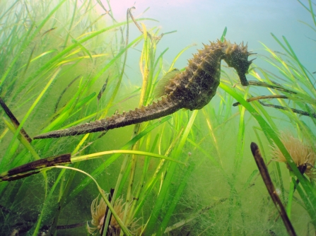 Image of long snouted seahorse taken in Studland Bay rMCZ. Credit: Andrew Pearson