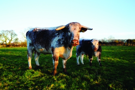 image of Longhorn cattle copyright Emma Hesseltine