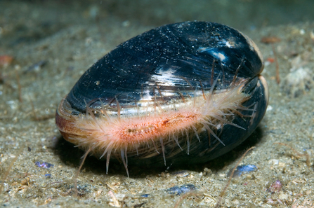 Image of ocean quahog by Paul Kay