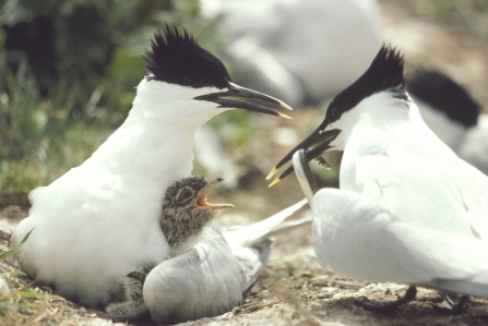 Image of nesting sandwich tern. Credit: Chris Gomersall rspbimages.com