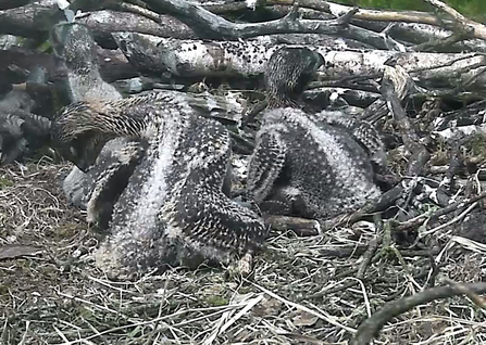 Differences in osprey chick down