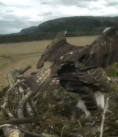 Foulshaw ospreys 2018 eggs