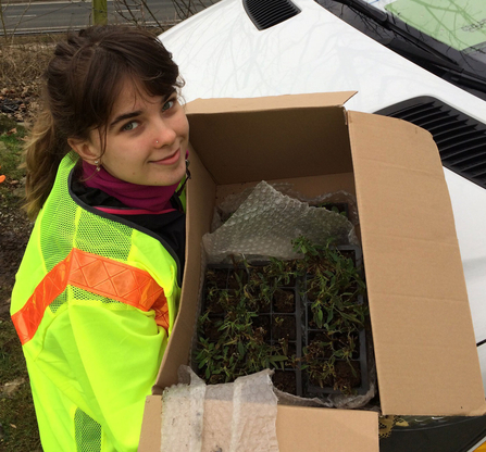 image of Conservation apprentice Sian Bentley carrying a box of plant plugs wearing a hi-vis jacket
