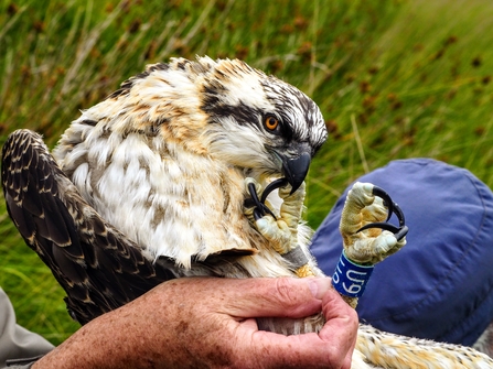 osprey ringing 2017