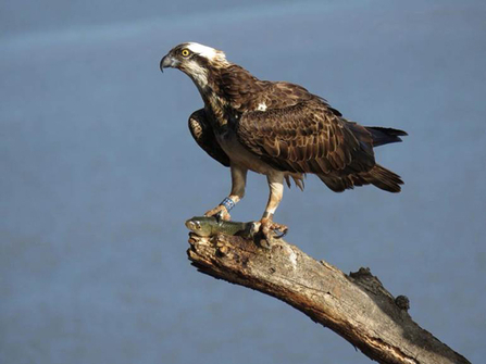 Blue 35 Osprey female perched with a fish in talons - spain - copyright Alberto Benito Ruiz