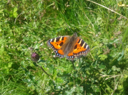 Small tortoiseshell butterfly