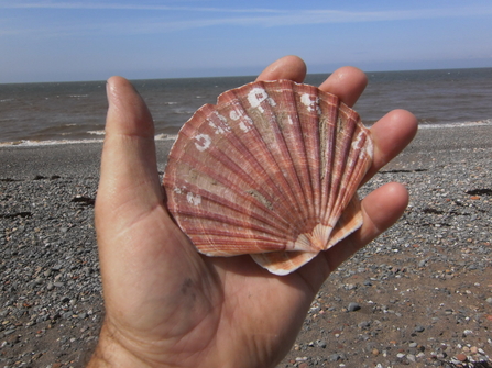 Allonby North Beach Shell