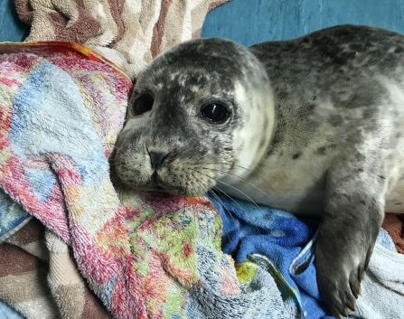 Image of common seal pup rescued at Walney Island