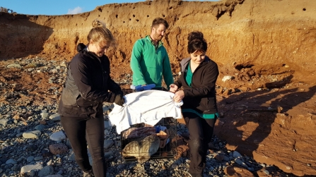 Image of common seal pup being rescued at Walney Island