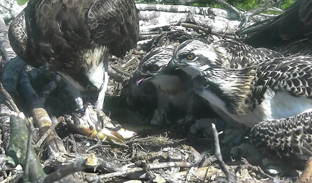 Image of osprey chicks at Foulshaw Moss Nature Reserve, 2018