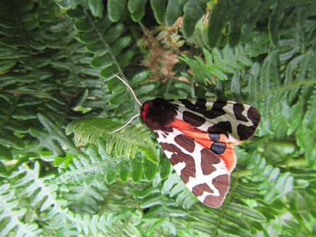 Garden tiger moth