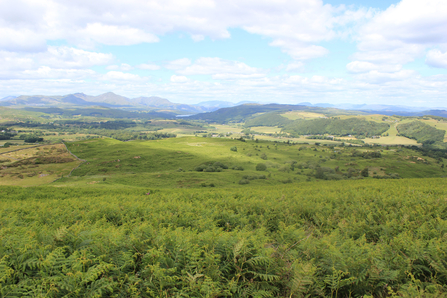 Image of Lowick Common, Cumbria Wildlife Trust new nature reserve