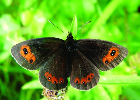 Image of Scotch argus butterfly at Smardale Nature Reserve