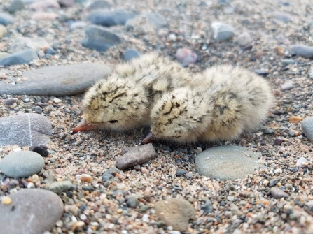 Image of little tern chicks at South Walney Nature Reserve
