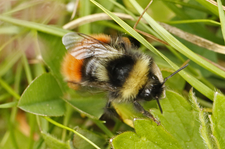 Bilberry bumblebee