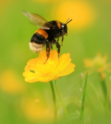 Photo of buff-tailed bumblebee on buttercup