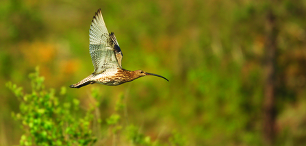 curlew in flight - copyright jon hawkins surrey hills photography