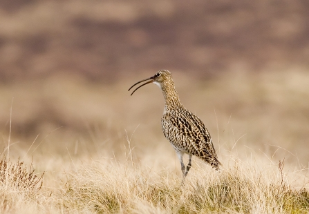 image of a curlew with beak open -copyright damian waters drumimages.co.uk
