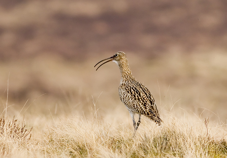 image of a curlew with beak open -copyright damian waters drumimages.co.uk