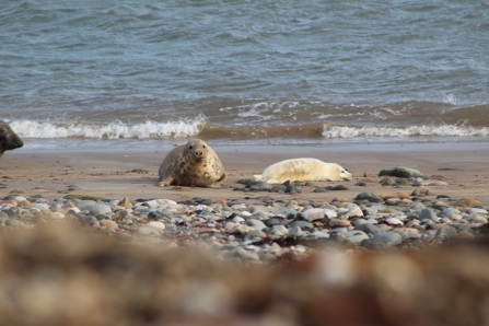image of a grey seal with a pup at south walney - copyright sally tapp