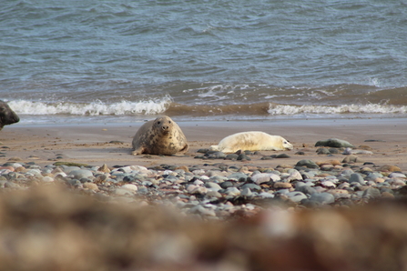 image of a grey seal with a pup at south walney - copyright sally tapp