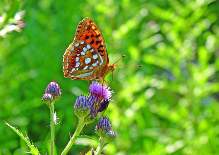 image of a high brown fritillary on a purple thistle