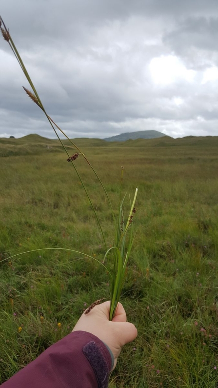 Sedges at Eycott Hill