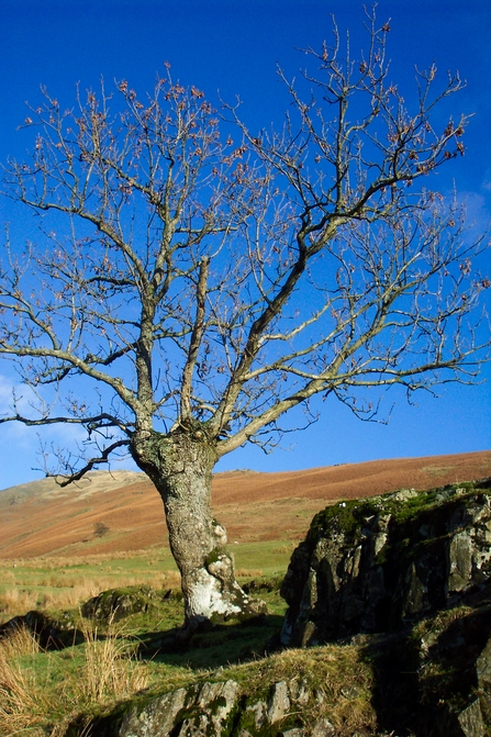 Pictue of an ancient ash tree devoid of leaves