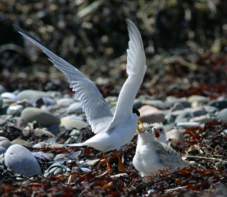 Image of little tern feeding chicks at Foulney Island Nature Reserve